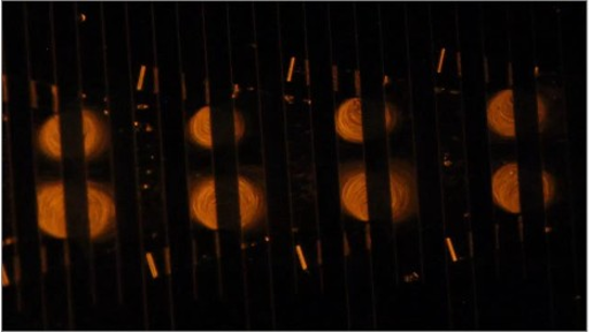 Cells held in acoustic microvortices along a microfluidic channel